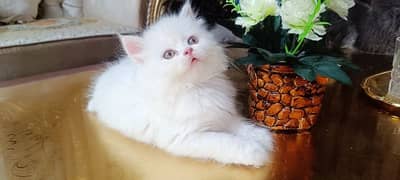 punch face kitten triple coat