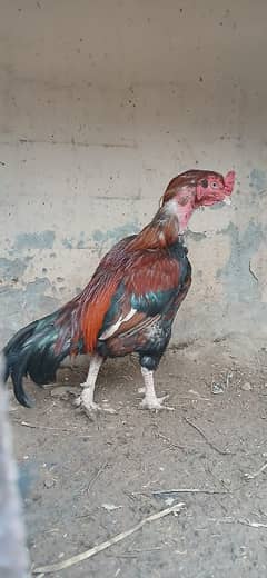 Aseel for sale
