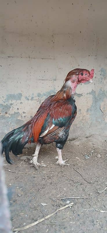 Aseel for sale 0
