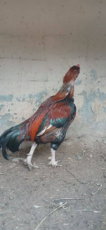 Aseel for sale 1