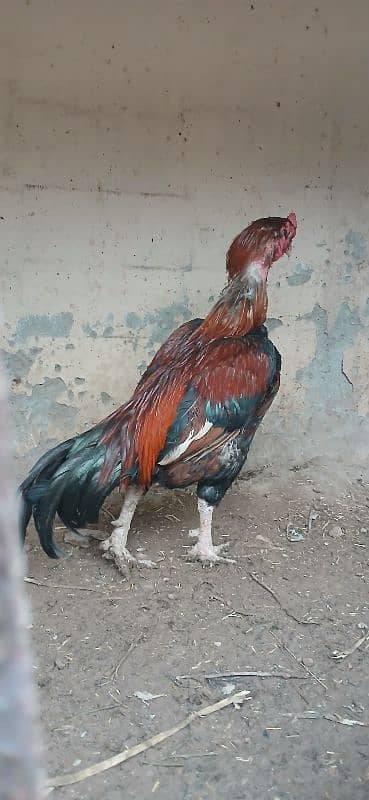 Aseel for sale 2