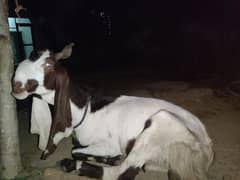 Pure Kamori Bakra