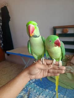 talking raw parrot
