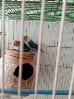 bird's with Jumbo cage