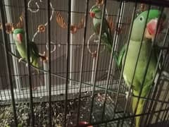 Raw parrots one pair and female