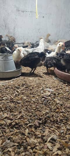 60 days old chicks healthy and vaccinated