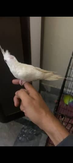 Tame eno cocktail