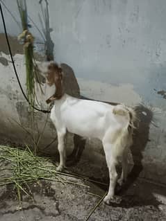 Tapra