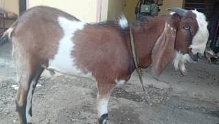 bakra