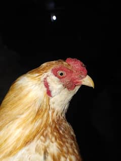 Galwa