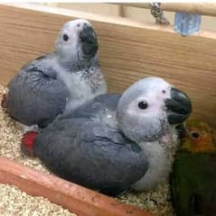 African grey parrot chick available 03291940713