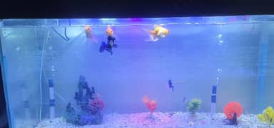 fish and aquarium