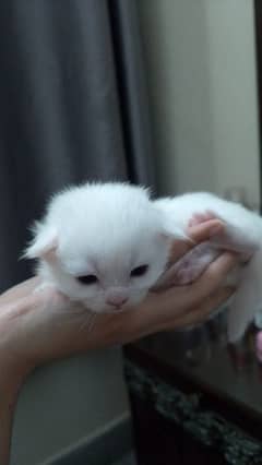 3 months old male/female Persian cat