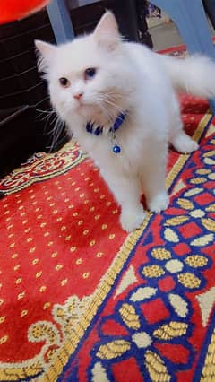 Persian cat
