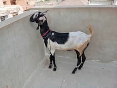 2 dant Bakra