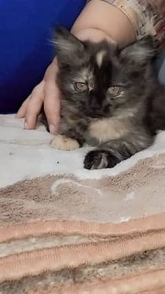 persion cat