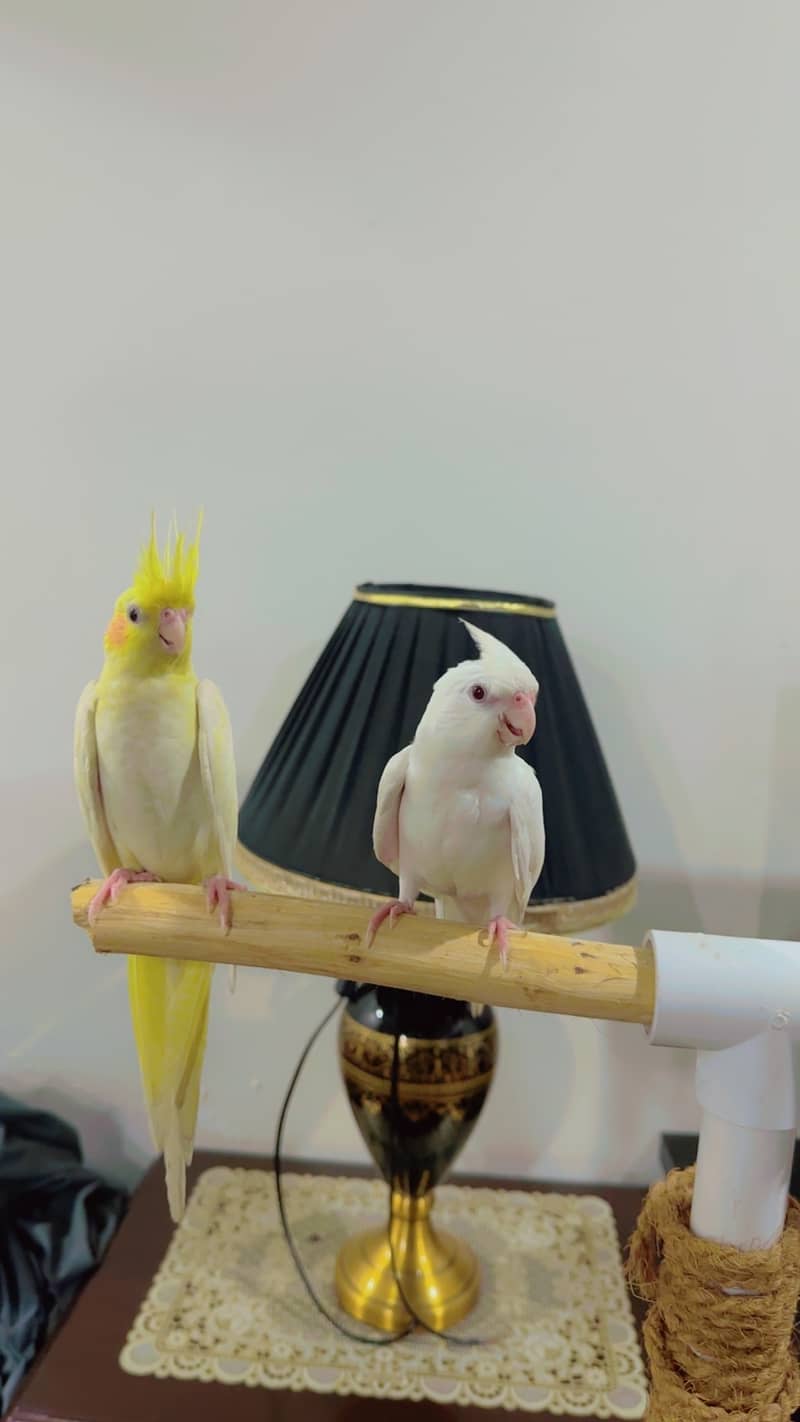 Handtame birds 0