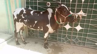 2 dant bachya abluck pirnt