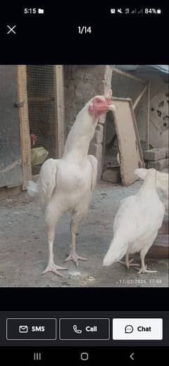 high quality paper white heera aseel patha pathi