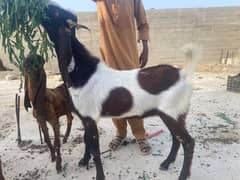2 Dant Qurbani ka bakry sell