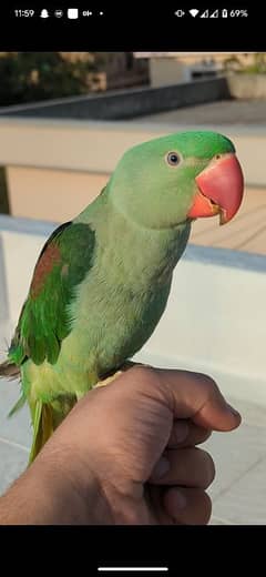 raw parrot male 6 months age