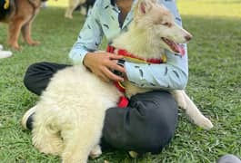male husky