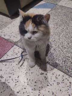 triple coated Persian cat