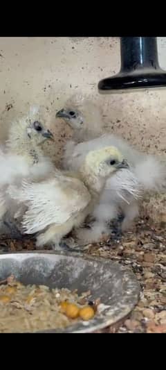 white silkie chicks