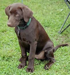 chocolate Labrador female available