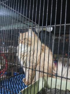 Sami punch face male matting For stud Available