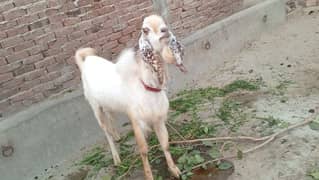 bakra