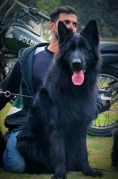 Black GSD males for STUD