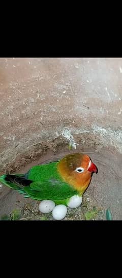 love bird____ albano