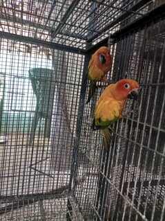 sunconure pair for sale