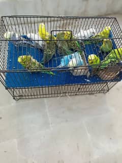 budgies