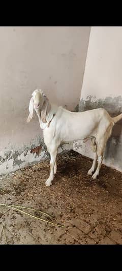 2 daant nukra bakra