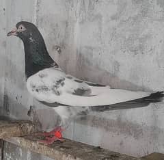 pigeon