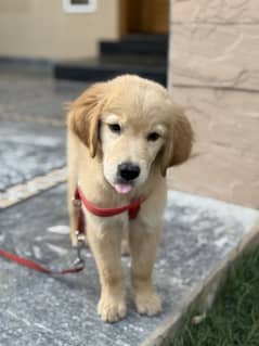 Golden Retriever Puppy pedigree (Microchipped)