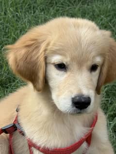 Golden Retriever Puppy pedigree (Microchipped)