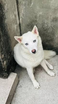 husky breeder female.