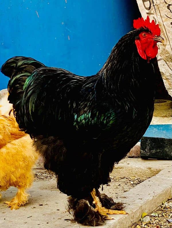 Fancy Chicks and Eggs , All Fancy Breed Available 0