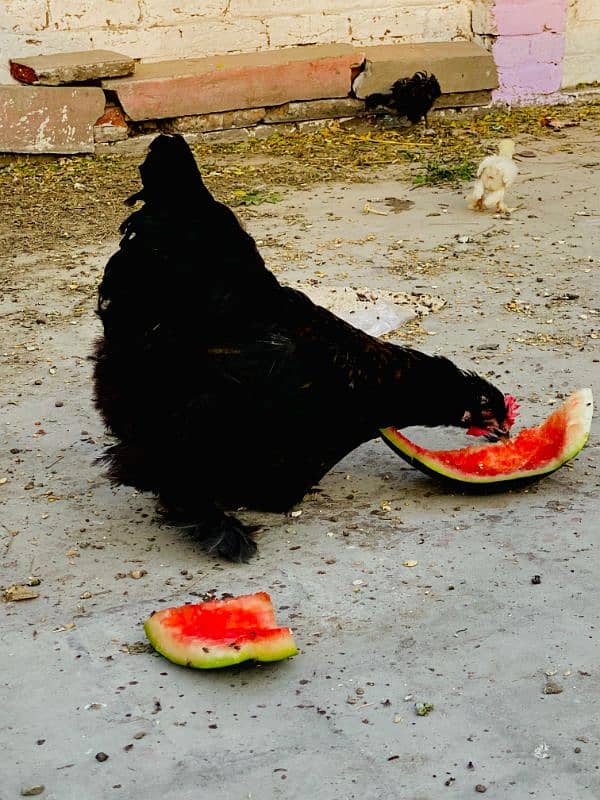 Fancy Chicks and Eggs , All Fancy Breed Available 1