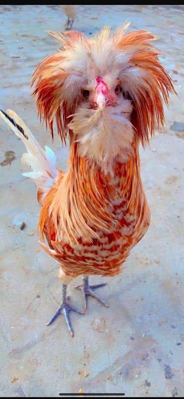 Fancy Chicks and Eggs , All Fancy Breed Available 2