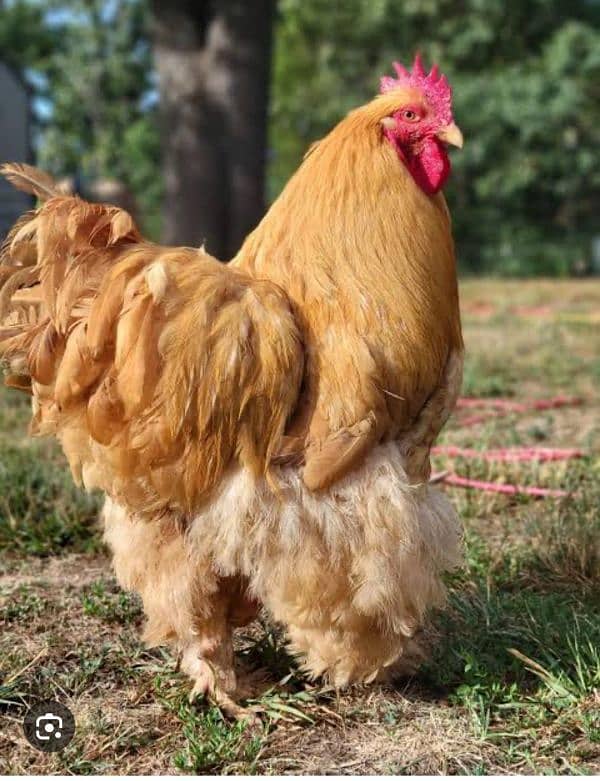 Fancy Chicks and Eggs , All Fancy Breed Available 3