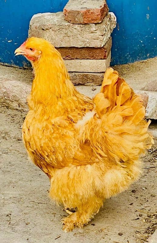 Fancy Chicks and Eggs , All Fancy Breed Available 4