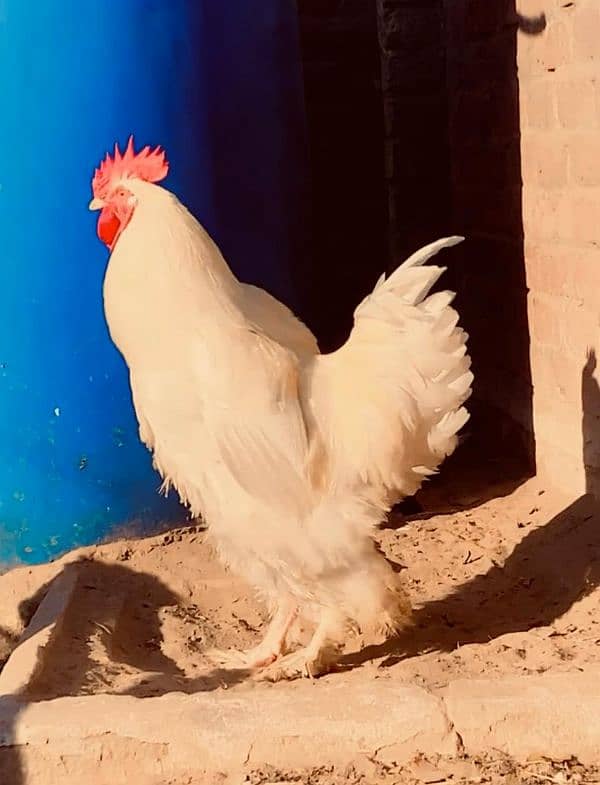 Fancy Chicks and Eggs , All Fancy Breed Available 5