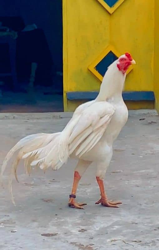 Fancy Chicks and Eggs , All Fancy Breed Available 6