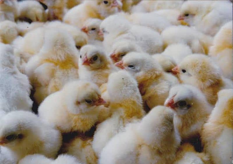 Fancy Chicks and Eggs , All Fancy Breed Available 7