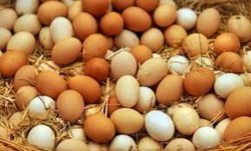 Fancy Chicks and Eggs , All Fancy Breed Available 8