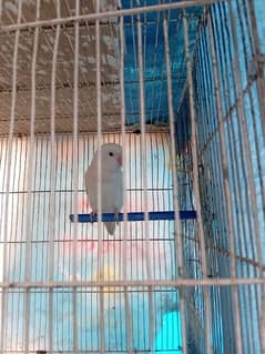 albino
